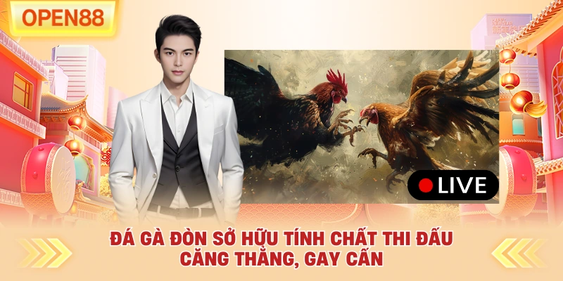 Đá gà đòn sở hữu tính chất thi đấu căng thẳng, gay cấn